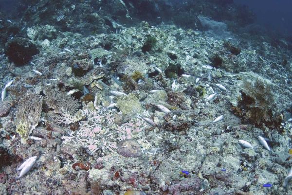 Indonesia, Papua, Fam, Penemu Islands Dead Reefs